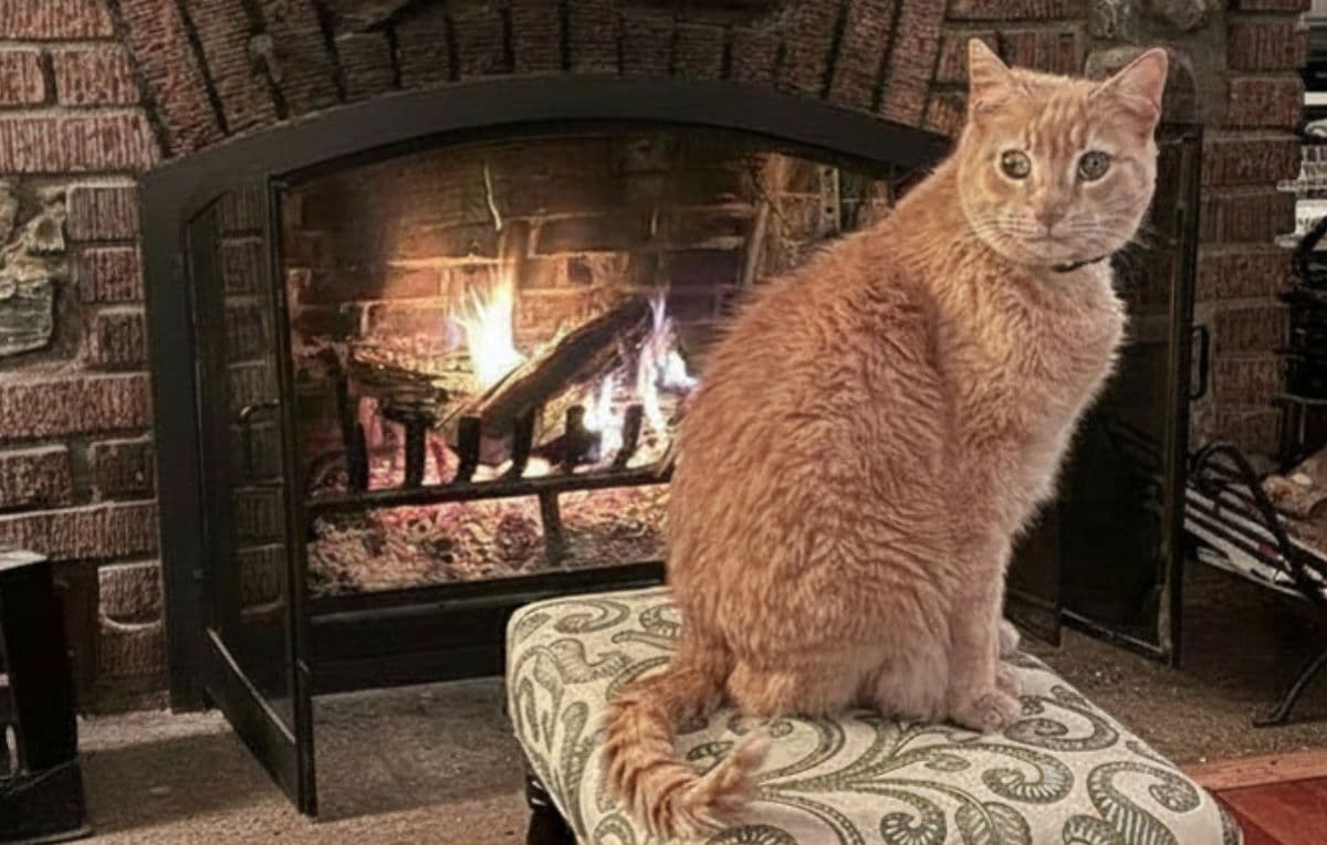 The $23,000 Chimney Lesson That Built This Site